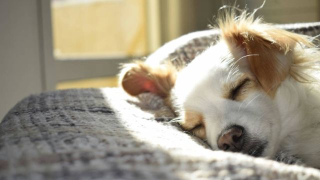 L’amore per i pet nelle case italiane